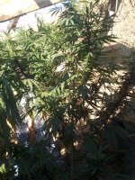 IMG_20170725_172726.jpg
