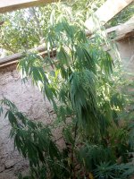 IMG_20170725_172807.jpg