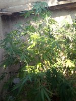 IMG_20170725_172836.jpg