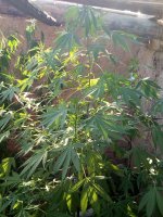 IMG_20170725_172905.jpg