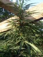 IMG_20170727_181315.jpg