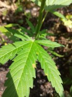 IMG_20170729_112827.jpg