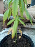 IMG_20170731_193326.jpg