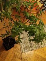 20170731_222838.jpg