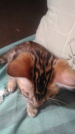 P_20170729_095337.thumb.jpg.2f429e3af67da110b9650c5334bf528b.jpg