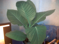 vlcsnap-00016.png vlcsnap-00016.png