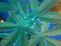 vlcsnap-00027.png