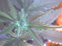 vlcsnap-00029.png
