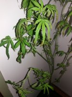 20170803_190103.jpg