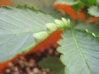 IMG_2420.JPG