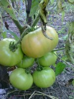 Photo0783.jpg