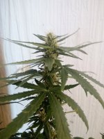 IMG_20170805_135553.jpg