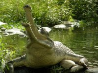 Gavial4-768x576.jpg
