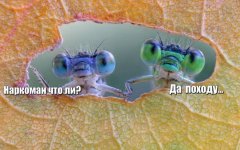 180563729.p.800.800.0ОРПАВЫ.jpg
