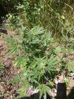 IMG_20170806_113735[1].jpg