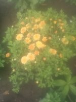 IMG_20170809_152403.jpg