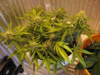 IMG_2432.JPG