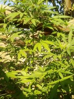IMG_20170809_092217.jpg