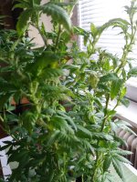 20170816_154229.jpg