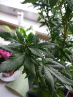 20170816_154234.jpg