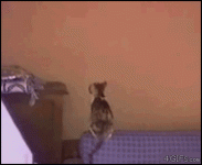 ск.gif