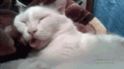 яз.gif