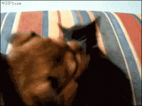 собупал.gif