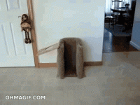 собхавч.gif