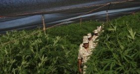 110715005918_marijuana_farm_304x171_reuters.jpg
