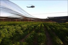 largest-marijuana-field-03.jpg