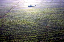 largest-marijuana-field-05.jpg