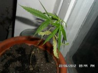 SAM_0933.JPG