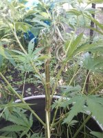 2012-06-25 18.53.03.jpg