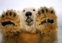 1236200372_bear_10.jpg