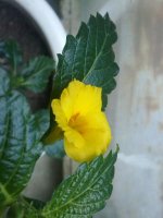 270620121511.jpg
