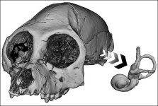 sn-fossils-thumb-800xauto-13708.jpg