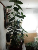 DSC01778.jpg