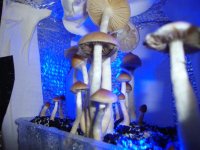 DSC02134.JPG
