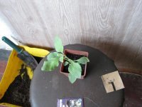 IMG_0383.JPG