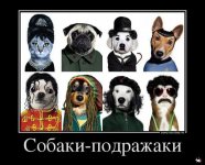 1341815194_46543429_sobakipodrazhaki.jpg