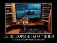 кот.jpg