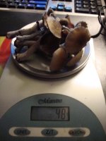 DSC02174.JPG