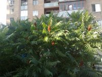 270620121516.jpg