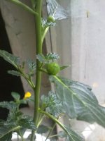 170720121589.jpg