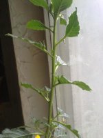 170720121596.jpg