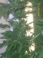 SL377864.JPG
