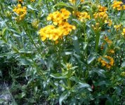 tagetes lucida.jpg
