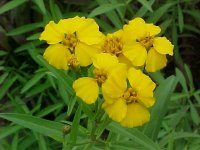 Tagetes lucida-1a.jpg