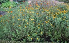 Tagetes_lucida_(tagete_luisante).JPG