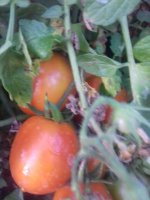 20170726_195745.jpg